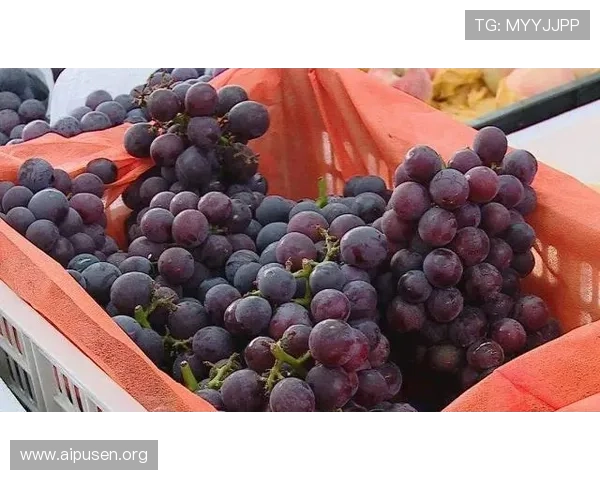 新葡萄娱乐城登录入口常见问题解答，解决登录过程中遇到的各种技术难题与安全疑虑